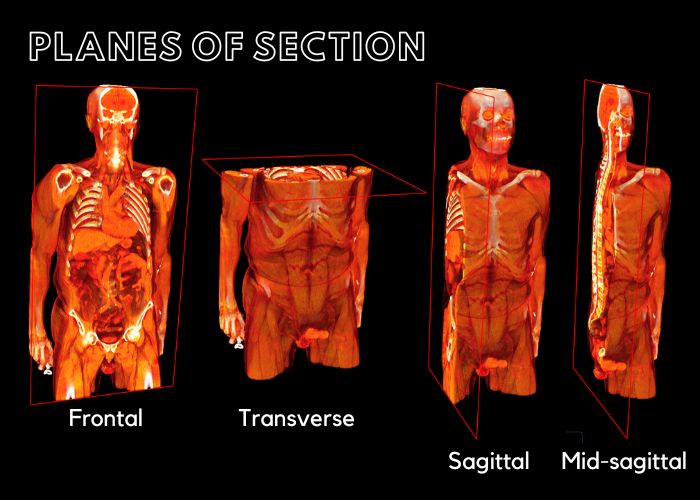 Anatomical Movements BodyViz Brain Builder Biology Diagrams